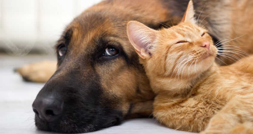 are cats bothered by dog dander